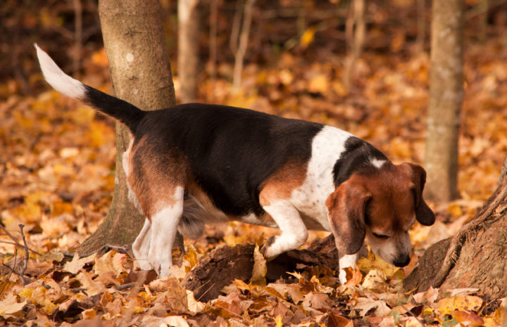 Alles rund um das Beagle Temperament