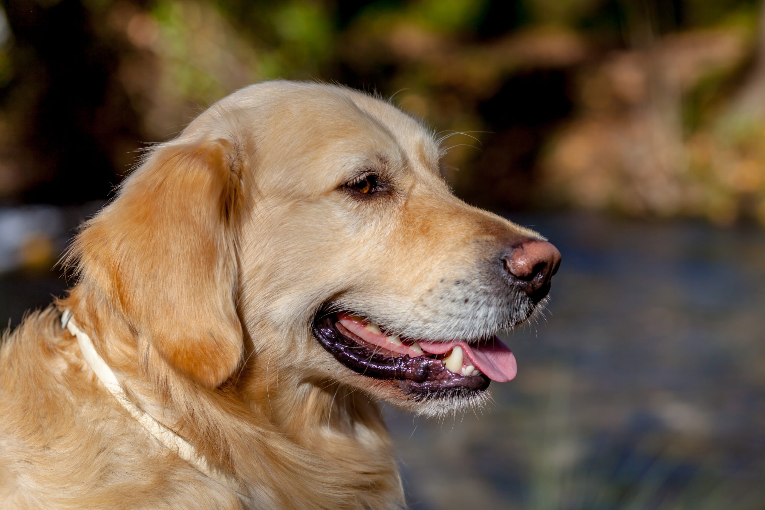 Welche Rasse ist der perfekte Anfängerhund? Dogschool
