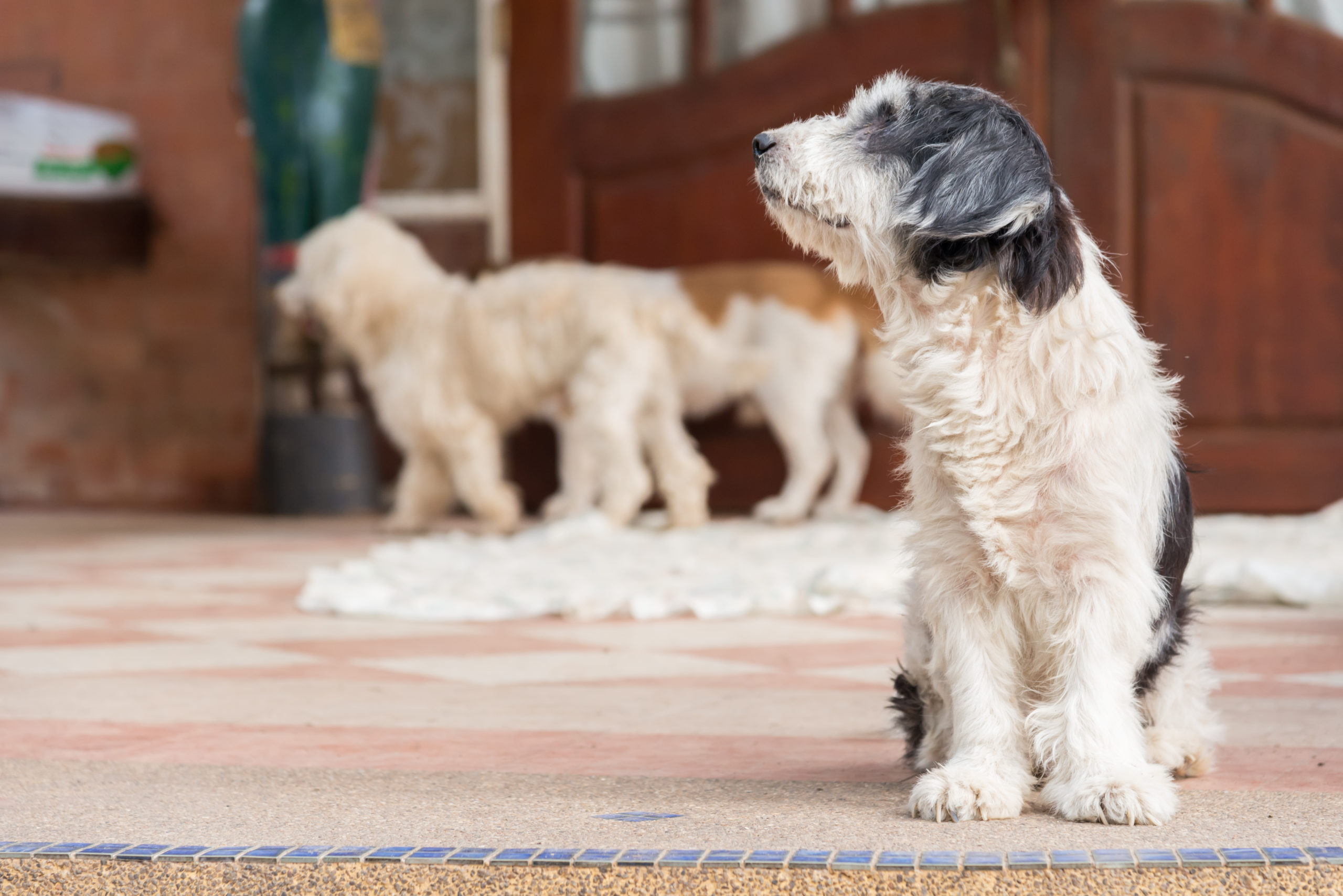 Gibt es Hunde, die nicht haaren Ratgeber Dogschool