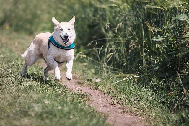 Ein Hund zieht ein Tipps für Eltern und Kinder