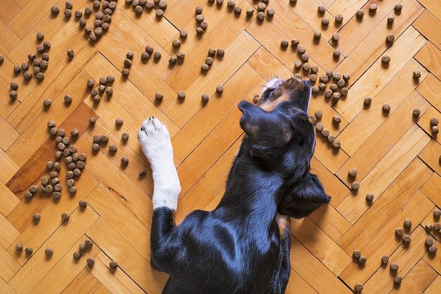 Trockenfutter für Hunde