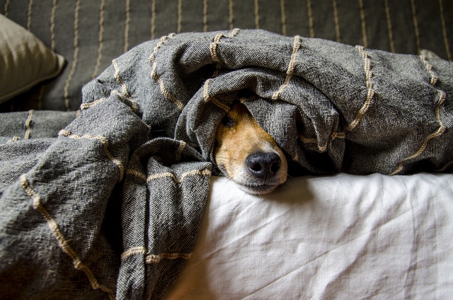 Die Bedeutung einer angemessenen Schlafumgebung für den Hund