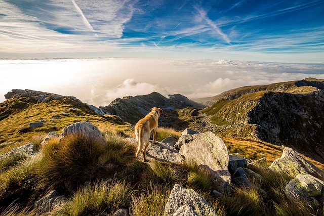 Hunde Training: welche Möglichkeiten gibt es?