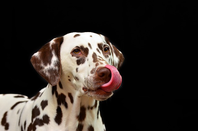 Häufig auftretende Allergien beim Hund