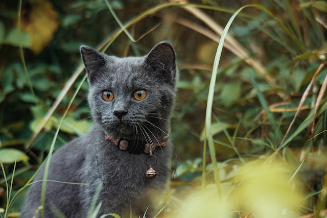 Vom Schlafplatz bis zum Fressnapf – die ultimative Checkliste für ein katzenfreundliches Zuhause