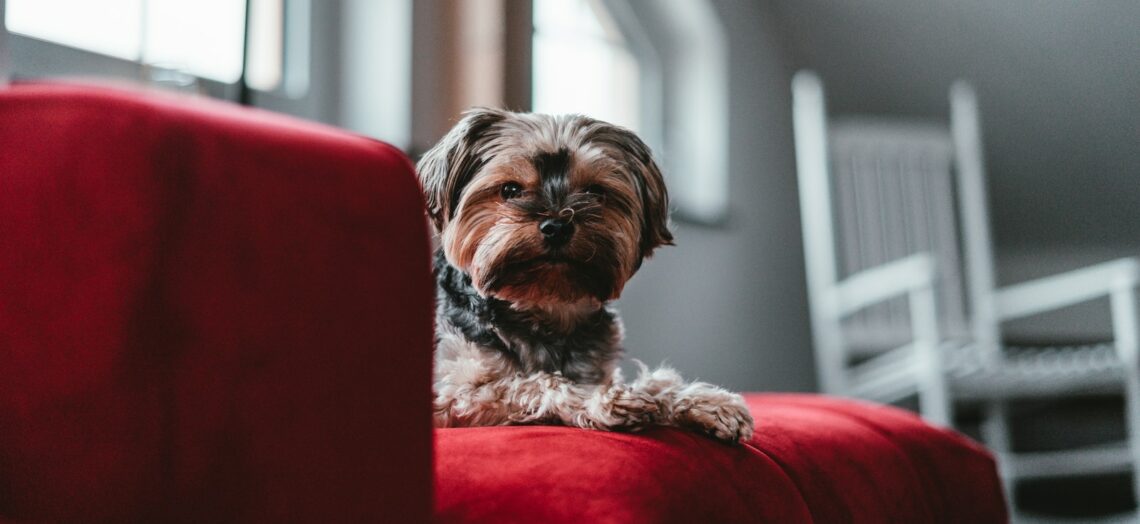 selective focus photography of long-coated dog on red sofa