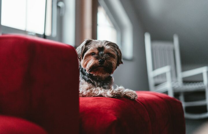 Von Halsband bis Hundebett: Die erste Ausrüstung für den Welpen