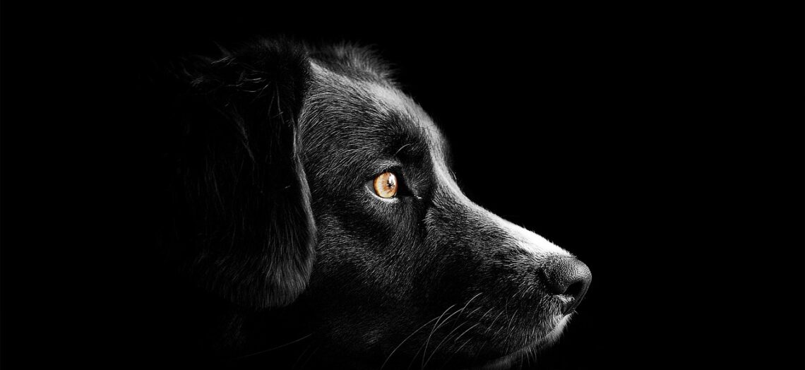 animal, dog, pet