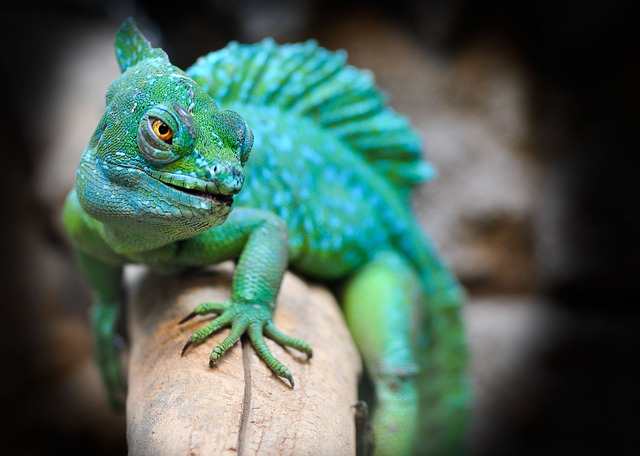 Kann man Reptilien aller Art mit Hunden gemeinsam zuhause halten?