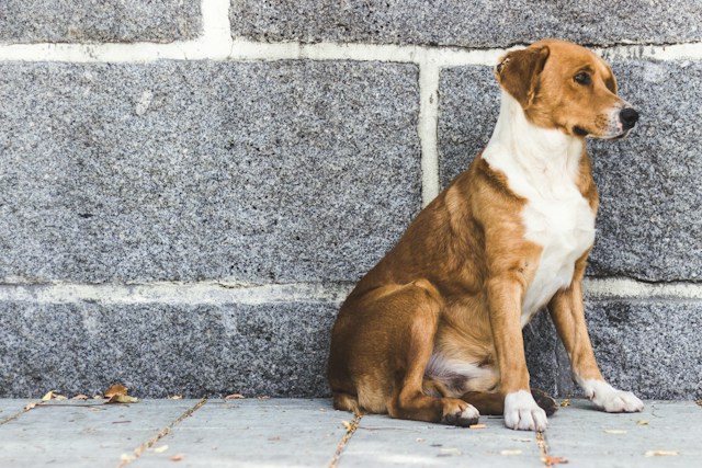 Straßenhund stubenrein bekommen