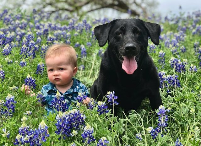 Familienhunde