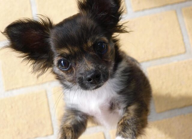 Mini-Hunde, die klein bleiben