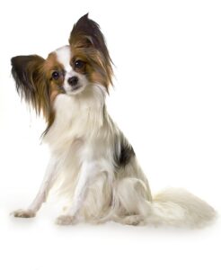 Mini-Hund Papillon mit seinen namensgebenden Schmetterlings-Ohren