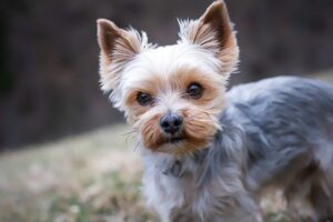Mini-Hunde Yorkshire Terrier